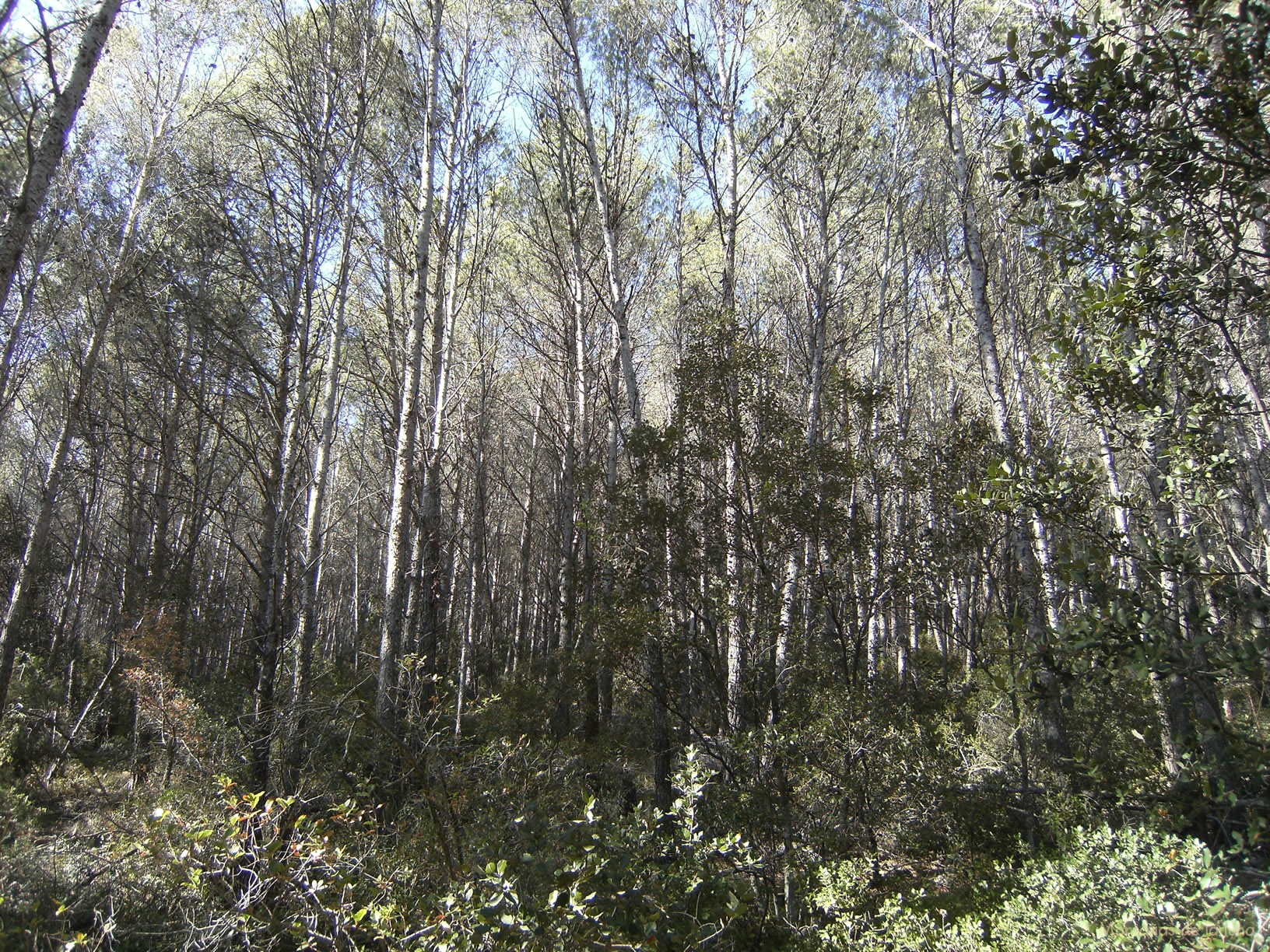 Bosques de la Sierra de Miralles